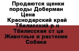 Продаются щенки породы Доберман › Цена ­ 8 000 - Краснодарский край, Тбилисский р-н, Тбилисская ст-ца Животные и растения » Собаки   
